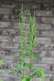 Curly Dock (Rumex crispus), family Polygonaceae