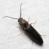 Athous productus