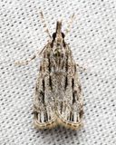 Striped Eudonia, Hodges#4738 Eudonia strigalis