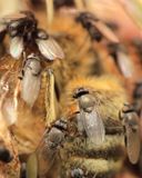 Desmometopa sp.
