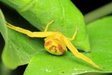 Misumena vatia