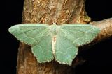 Common Emerald, Hodges#7083 Hemithea aestivaria
