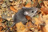 Deer Mouse (Peromyscus maniculatus)