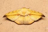 Oxydia sp. (Geometridae: Ennominae)