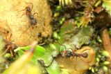Leafcutter Ant, Acromyrmex sp. (Formicidae: Myrmicinae)