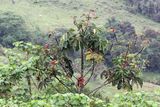 Umbrella Tree, Cecropia angustifolia (Urticaceae)