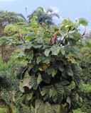 Trumpet Tree, Cecropia marginalis (Urticaceae)