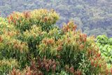 Laurel (Lauraceae cf.)