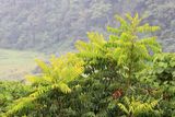 Cedrela sp. (Meliaceae)