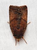 Owlet Moth, Eriopyga cf. (Noctuidae: Noctuinae)