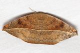 Oxydia peosinata (Geometridae: Ennominae)