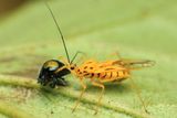 Assassin Bug, Corcia columbica (Reduviidae: Harpactorinae)