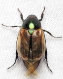 Chafer, Anomala cf. testaceipennis (Scarabaeidae: Rutelinae)