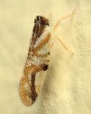 Planthopper, Pintalia sp. (Cixiidae)