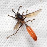 Nocturnal Paper Wasp, Apoica pallida (Vespidae: Polistinae)