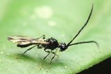 Diapriid Wasp (Diapriidae: Spilomicrini)