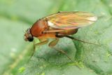 Scuttle Fly (Phoridae: Metopininae)