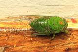Cicada, Carineta sp. (Cicadidae: Cicadettinae)