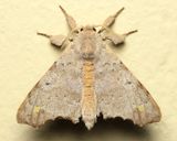 Olceclostera magniplaga (Apatelodidae)