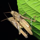 Grasshoppers, Abracris flavolineata (Acrididae: Ommatolampidinae)