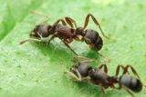 Holcoponera sp. (Formicidae: Ectatomminae)