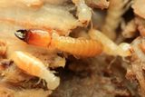 Termites (Termitidae)