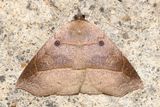 Litter Moth (Erebidae: Herminiinae)