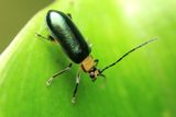 Leaf Beetle (Chrysomelidae)