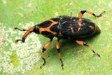 Weevil, Metamasius sp. (Curculionidae: Dryophthorinae)