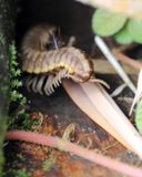 Millipede