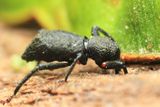 Weevil (Curculionidae: Molytinae: Anchonini)