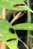 Forest Roaches, Euphyllodromia sp. (Ectobiidae: Pseudophyllodromiinae)