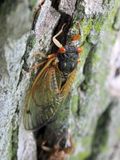 Cassins 13-Year Cicada, M. tredecassini (XIX) discolored