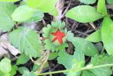 False Strawberry, Potentilla indica (Rosaceae)