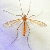 Crane Fly, Tipula (Lunatipula) bicornis (Tipulidae)