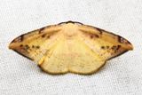 Pyrinia sp. (Geometridae: Ennominae)