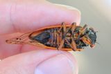 Cassins 17-Year Cicada, M. cassinii (XIII)