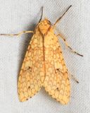 Tussock Moth, Lophocampa distincta (Erebidae: Arctiinae)