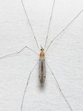 Tiger Crane Fly, Nephrotoma sp. (Tipulidae)