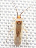 Plant Bug, Lopus decolor (Miridae: Phylinae)
