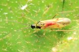 Plant Bug, Tupiocoris agilis (Miridae: Bryocorinae)