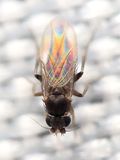 Scuttle Fly (Phoridae: Metopininae)