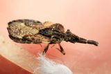 Flat Bug, Aradus behrensi (Aradidae)