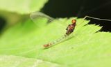 Mayfly (Ephemeroptera)