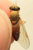 Rocky Mountain Bite Fly, Symphoromyia sp. (Rhagionidae)
