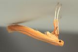 Caloptilia nondeterminata (Gracillariidae)