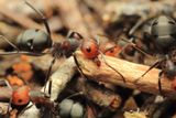 Western Thatching Ants, Formica obscuripes (Formicidae)