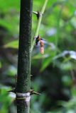 Colombian Giant Thorny, Guadua angustifolia (Poaceae: Bambusoideae)