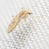 Phantom Midge, Chaoborus (Sayomyia) sp. (Chaoboridae)
