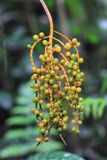 Chamaedorea pinnatifrons (Arecaceae)